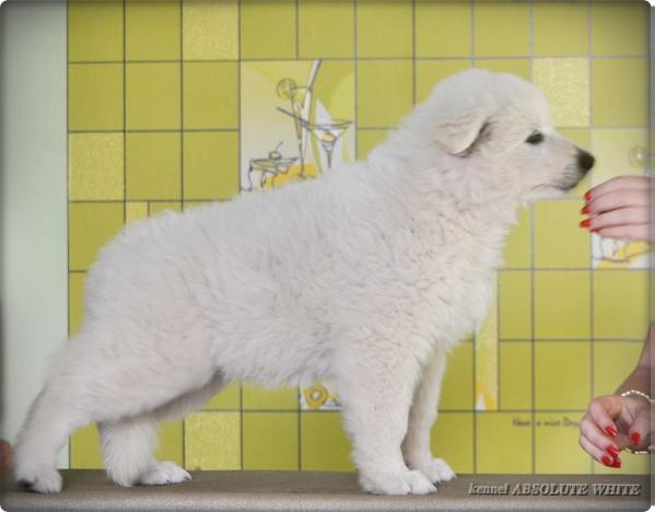 ABSOLUTE WHITE BALLAD ABOUT SHEP-DOG | White Swiss Shepherd Dog 