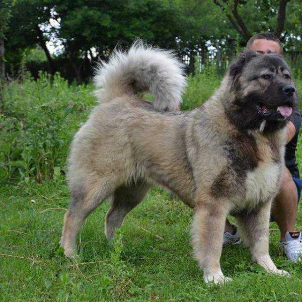 REYA DE BRAILITA | Caucasian Mountain Dog 