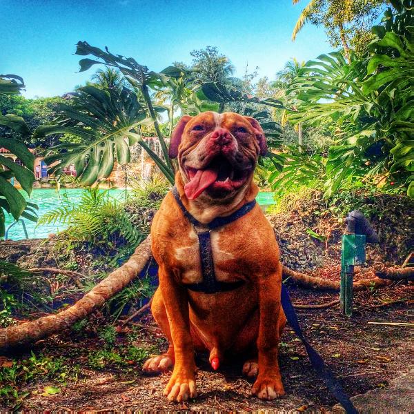 Jose's Duke | American Bulldog 