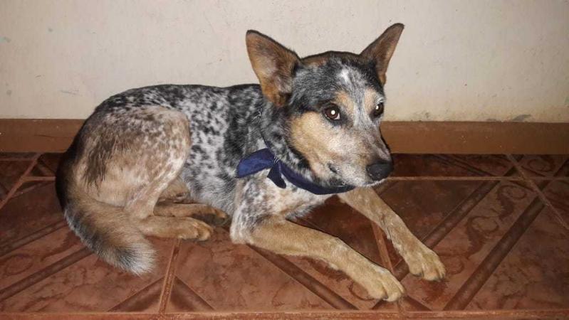 ACD RUM | Australian Cattle Dog 