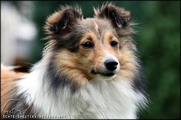 Alexa von der Sheltieban.de | Shetland Sheepdog 