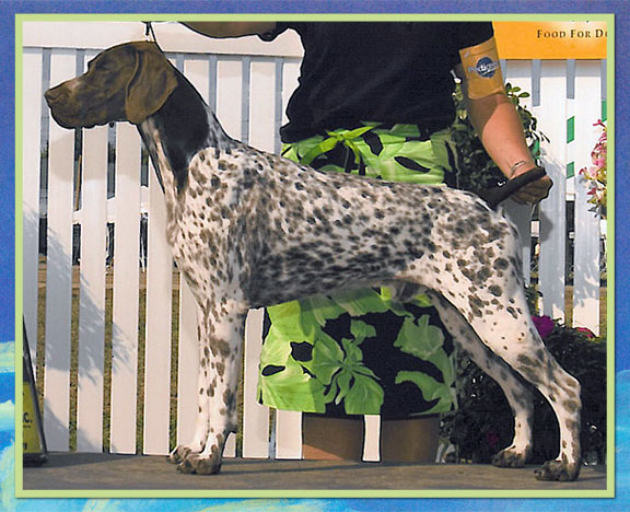 Star K's Mile Hi Carlos-Stardust | German Shorthaired Pointer 