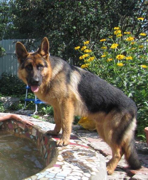 List aus Garten Ursold | German Shepherd Dog 