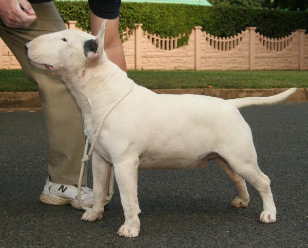 Lubjan Monchou : SA SUPREME BT | Bull Terrier 