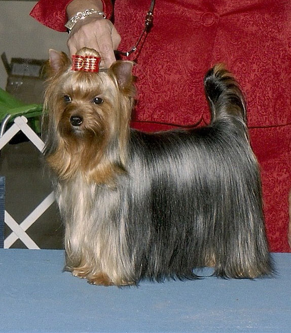 Hartlan's Private Reserve | Yorkshire Terrier 