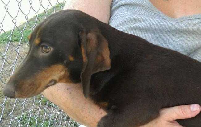 KLT Hot Chocolate Lovely Lucy | Dachshund 