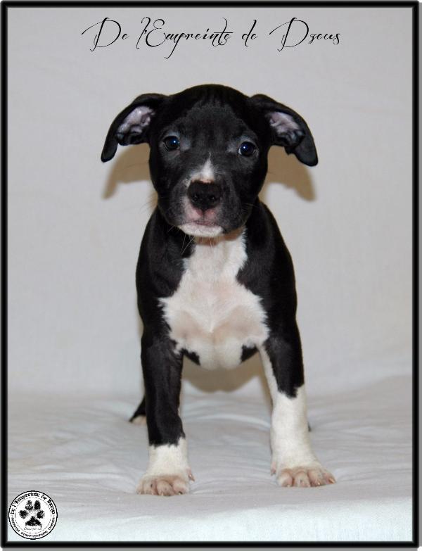 Highness Flying Black Bull De l'Empreinte de Dzeus | American Staffordshire Terrier 