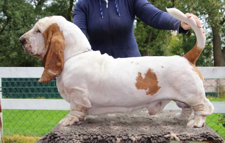 Nhabira Mr White | Basset Hound 