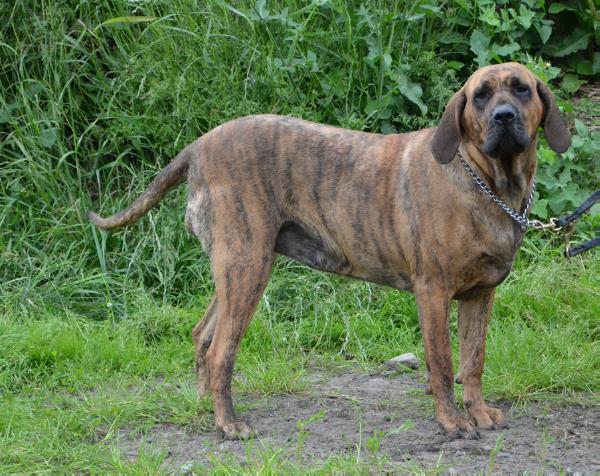 Bayla de anjo da guarda | Fila Brasileiro 