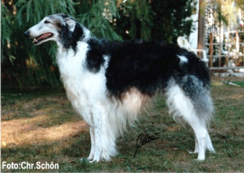 Leonardo de Xanishka | Borzoi 