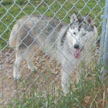 Kristari's French Coquette | Siberian Husky 