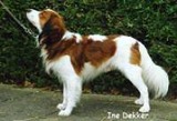 Lucky Lex v h Runxputtehof | Kooikerhondje 