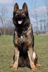 Bugatti Haus v.d Hexe | German Shepherd Dog 