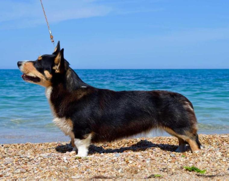 APRIORI VIP UISTARIYA | Cardigan Welsh Corgi 