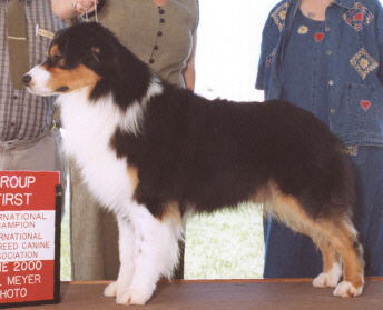 Kansaquest Before The Wind | Australian Shepherd 