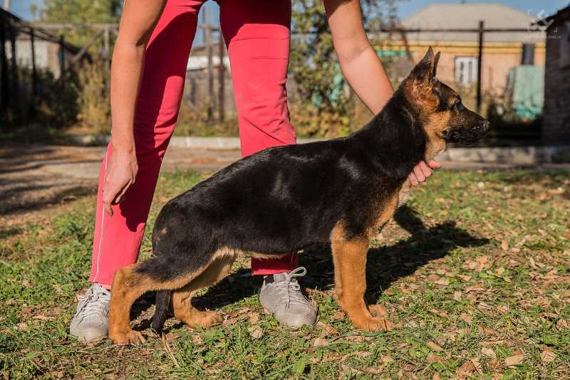 Oreland Moscow | German Shepherd Dog 