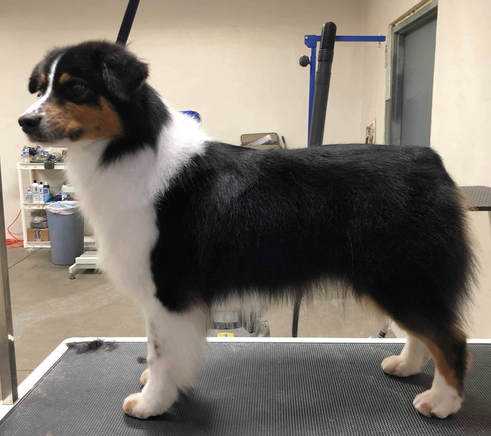 Triton's Extreme | Australian Shepherd 