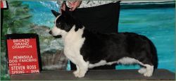 Coedwig's The Quiltmaker | Cardigan Welsh Corgi 