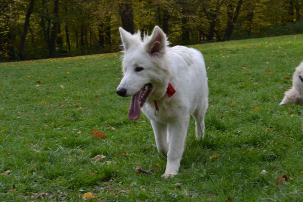 Visa | White Swiss Shepherd Dog 