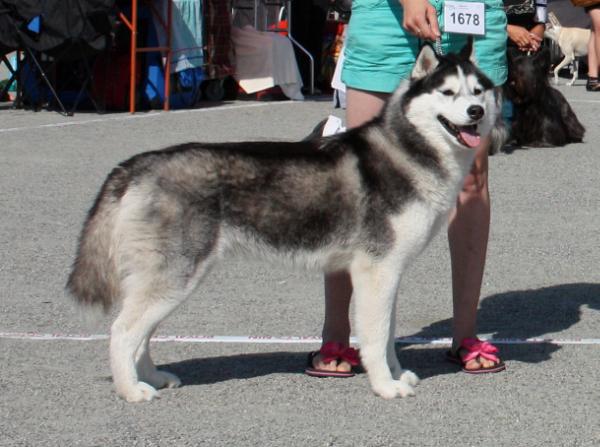 MyOnlyOne | Siberian Husky 