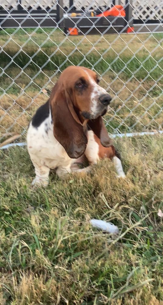 BA Holstein | Basset Hound 