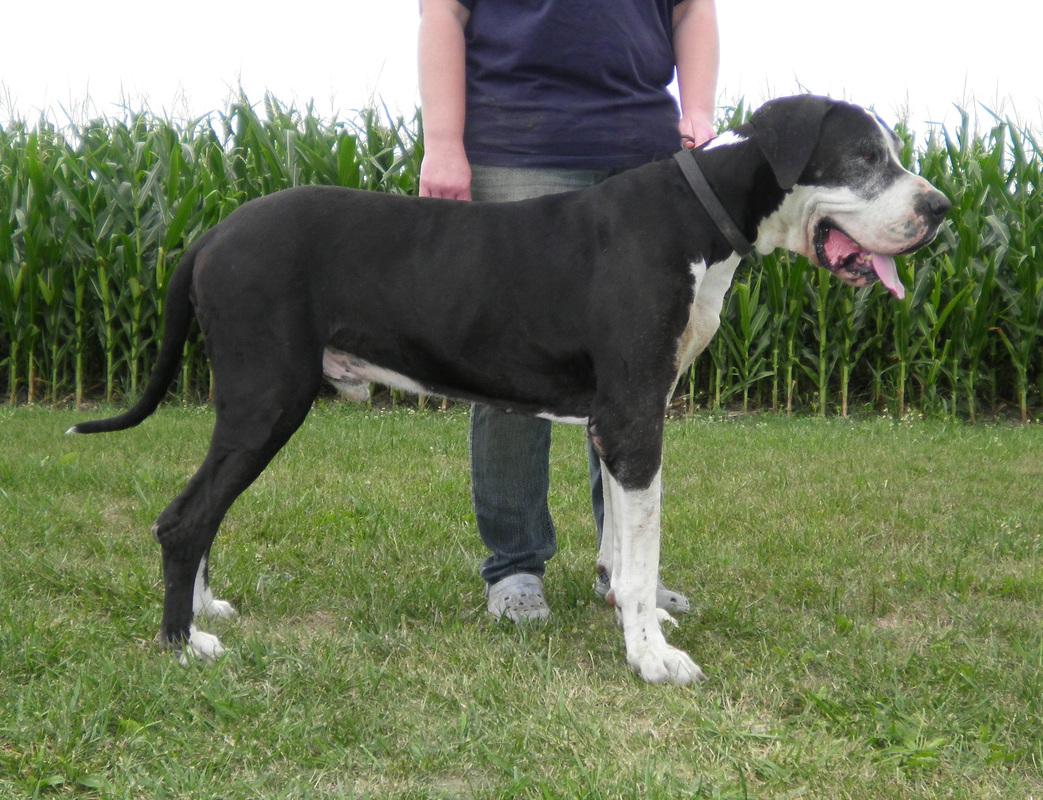 Beniamino Moloseum | Great Dane 