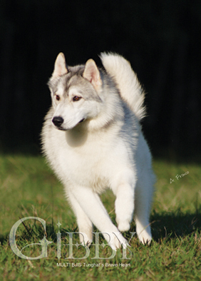 Tunghat'S brave heart | Siberian Husky 