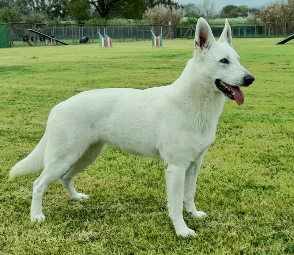 Born to Win White Xenia | White Swiss Shepherd Dog 