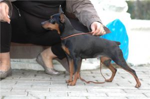 NORTHERN LIGHTS IZ DOMA LJUVIRA | Miniature Pinscher 