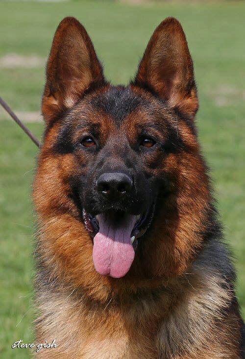 Günter vom Eichenplatz | German Shepherd Dog 