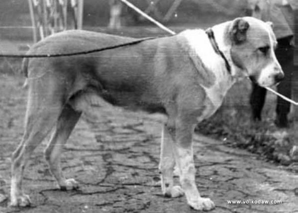 Garun Bej | Central Asian Shepherd Dog 