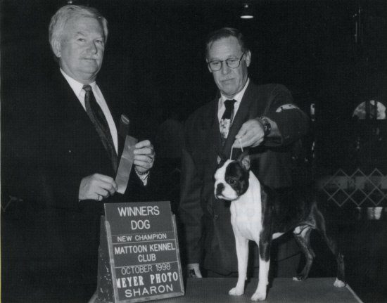 Motif's True Grit | Boston Terrier 