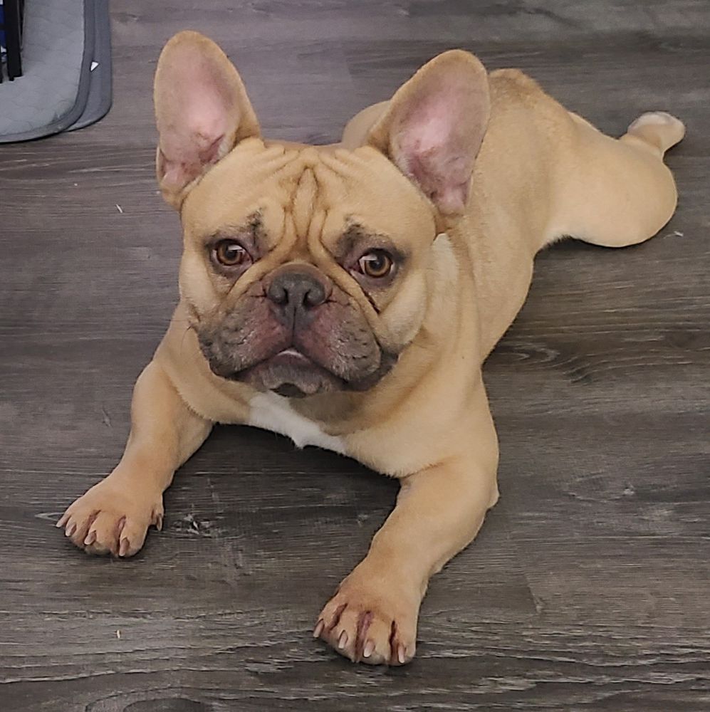 WYBs Mapuche Machi | French Bulldog 