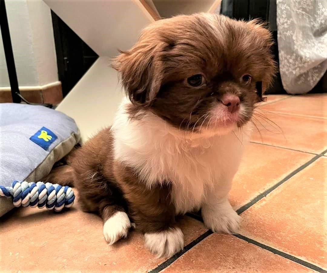 BAMBù DEL HOBART-PAGRI | Tibetan Spaniel 