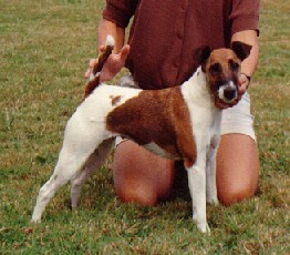 Dulcinée du Cheval Rouge | Smooth Fox Terrier 