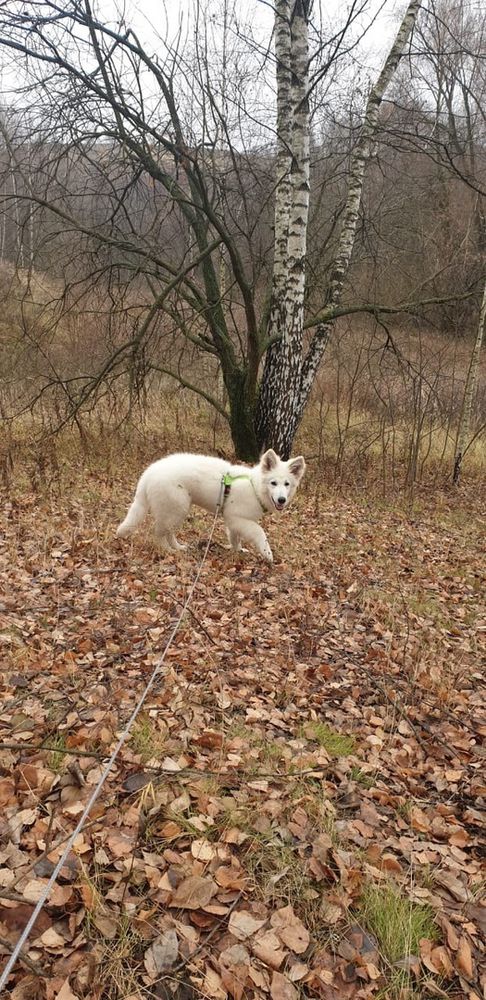 Neznoe Chudo Ot Big Hauz Drogo | White Swiss Shepherd Dog 