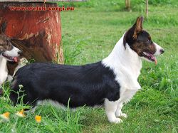 Manju Jewel Controversia | Cardigan Welsh Corgi 