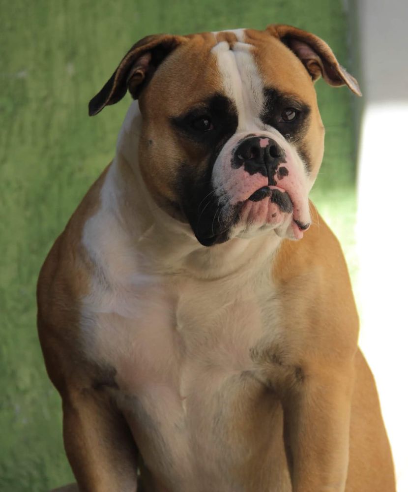 Konda Bulls Dhora | American Bulldog 