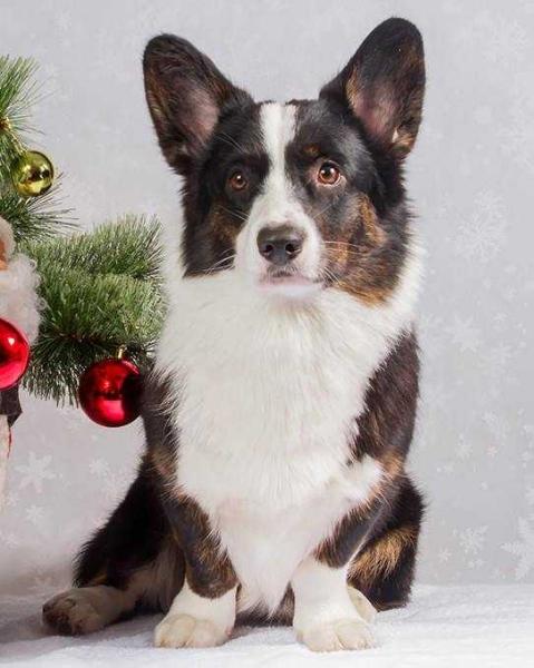 Uszaki Live Forever | Cardigan Welsh Corgi 