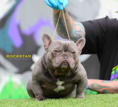 OCK Rockstar | French Bulldog 