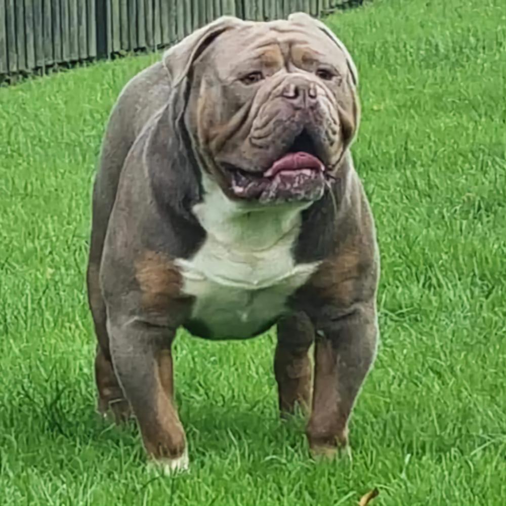 G-Line Bullyz Gangsta | Olde English Bulldogge 