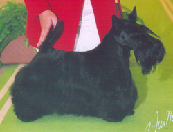 Lucia's Dream Stirling | Scottish Terrier 