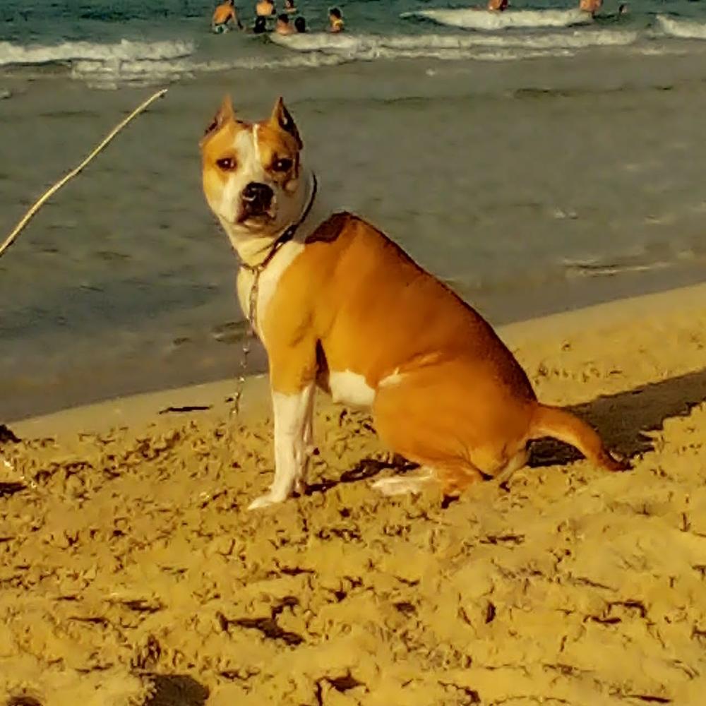 D'Jagua Karina | American Staffordshire Terrier 