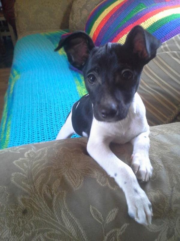 Sally Ward | Rat Terrier 