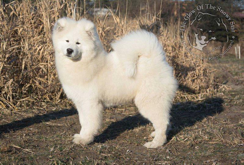 VOLANT OF JIP The Glow Of The Snowy Star | Samoyed 