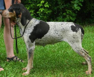 Evenstar Birds Of A Feather | Bluetick Coonhound 