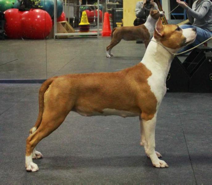 Anikord Icing on the Cake | American Staffordshire Terrier 