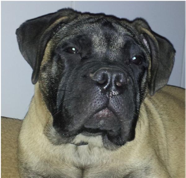 LAFALLA`S BONO DE SUELDO | Bullmastiff 