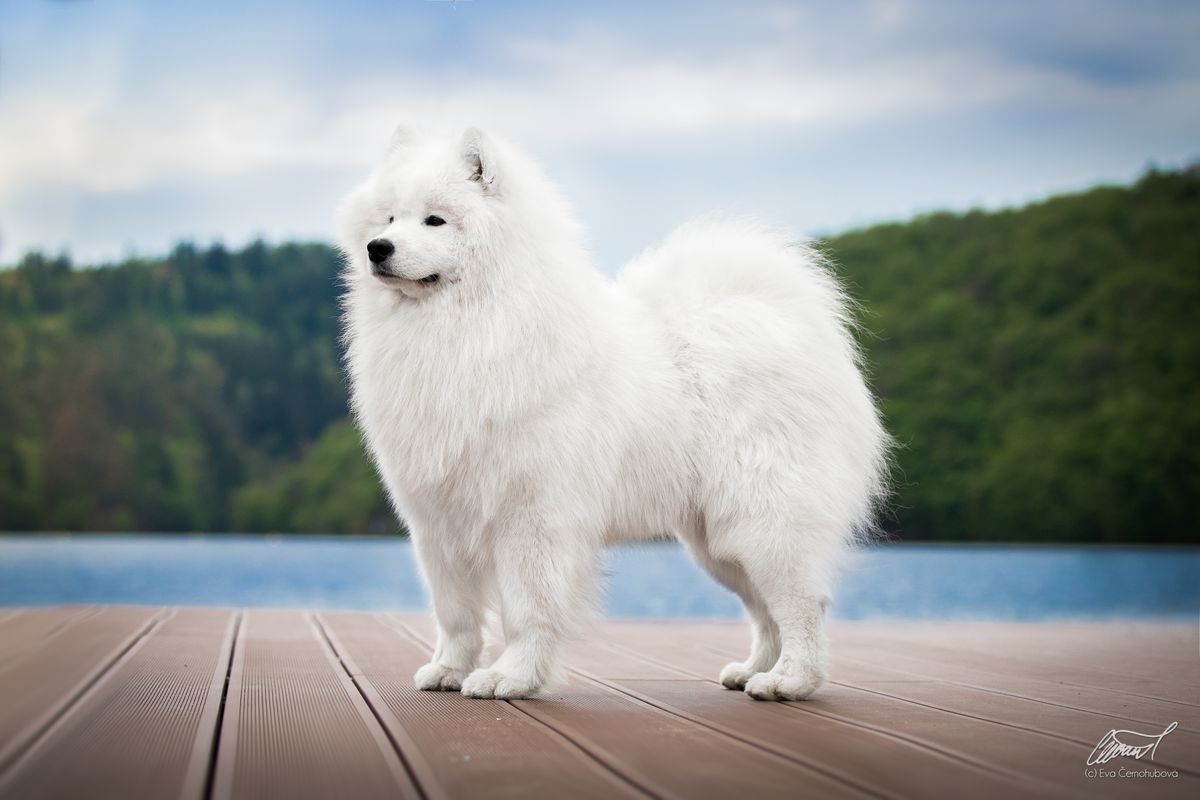 AKLARO LORD MAXIAN | Samoyed 