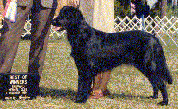 Suncoast's Sable | Flat-Coated Retriever 